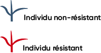 Individu non-résistant, individu résistant